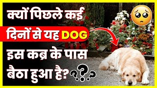 यह DOG🐕 पिछले कई दिनों से एक कब्र के पास जमकर बैठा हुआ है 😢 - कारण जानकर हैरान है दुनिया 🤯 / #shorts