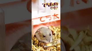 てち太の日記472　今日のお薬はお家から出ずに頂きます🐹💛食べ終わったらもそもそ帰ります💛 #ハムスター #かわいい #ドワーフハムスター #癒し #動物 #ペット #可愛い #Hamster