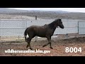 Wild Horse Adoption March 2024