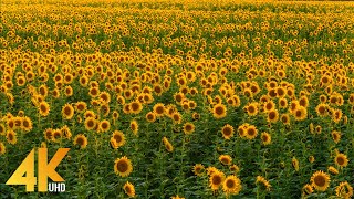 4K Sunflower Fields in Eastern Washington - In Support of Ukraine, 2022