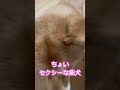 座り方が…. 柴犬 愛犬 犬 shiba shorts