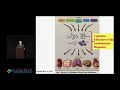 pathogenesis of sle george tsokos m.d.