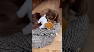 チワックスに犬のぬいぐるみあげてみた。#shorts #チワックスの動画たくさんアップしてます