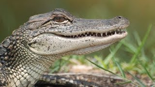 LSU AgCenter Alligator Research