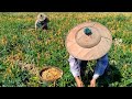 how we harvest black eyed bean part 1 ¶ hardworking farmers ¶ countryside ¶ ပဲလွန်းဖြူ