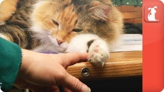 Pet Talk - Pets In The Workplace