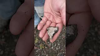 Walt finds a #horncoral #fossil in #michgan #devonian #quarry #fossilhunting #prehistoric #awesome