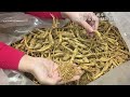 认识加拿大和美国农场花旗参—【maybel话你知】canadian and american ginseng