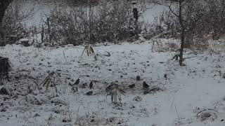 蓼科高原　冬　雪が降る　蓼科湖