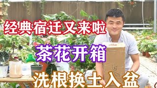 花友们期待的茶花开箱来啦，又是经典宿迁发货。洗根换土入盆教学