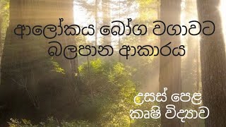 ආලෝකය බෝග වගාවට බලපාන ආකාරය​ - Agricultural Science for Advance Level Examination (Sinhala medium)