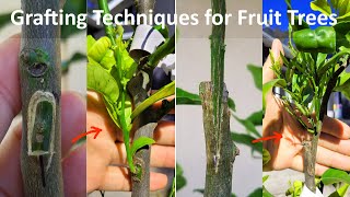 4 Basic and Useful Grafting Techniques for All Plants | How to Graft Citrus Tree (最基本通用性的简单实用嫁接技术)