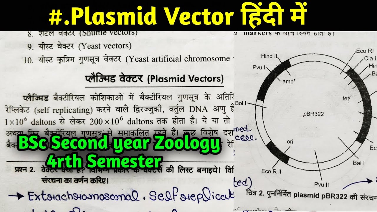 Plasmid Vectors || PBR322 Plasmid Vector || PUC8 Plasmid Vector ||BSc ...