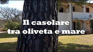 IL CASOLARE TRA OLIVETA E MARE