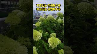 옥상텃밭, 미국목수국은 흰색으로 피다가 라임색으로, 유럽목수국은 이제 피어나기 시작해요. 미국목수국은 둥근형, 유럽목수국은 원추형임(20240710, 23~31°, 흐린후 맑음)