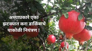 डाळिंब कीड नियंत्रण करण्यासाठी नैसर्गिक उपाय।pomegranate in Marathi, Fruit flies, Insects trap