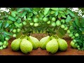 Guava tree , Guava tree root like crazy after, growing growing guava tree win coca cola #guava