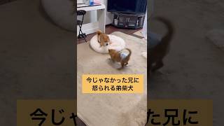 兄の迫力すごいw #柴犬 #柴犬ロック #柴犬ボブ