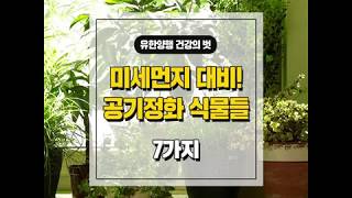 [들려주는 건강의 벗] 공기정화 식물