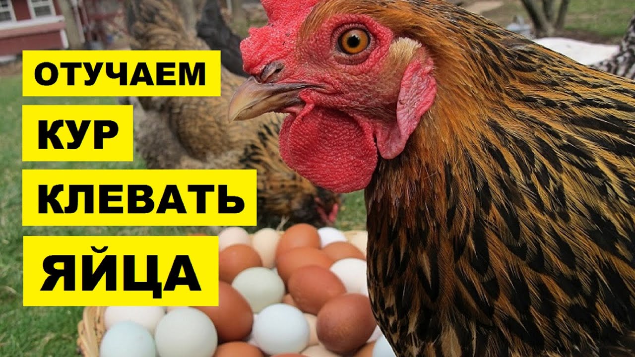 Почему курицы клюют кровь. Отучаем кур клевать яйцо. Куры клюют яйца. Курица клюет яйца. Как отучить кур клевать яйца.