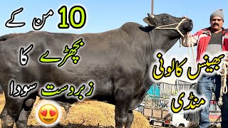 Bhains Colony Mandi Karachi Cattle Rates Update | 8 January 2025 | Cow Mandi 2025