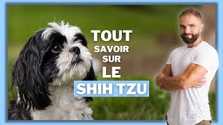 Race de chien Shih Tzu : caractère, dressage, comportement, santé de ce chien de race...