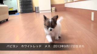 パピヨン　ホワイトレッド　メス　2013年9月17日生まれ