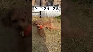 犬のムーンウォーク！(父作)　#short#トイプードル#マイケル・ジャクソン