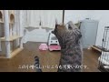 おもちゃのネズミを咥えて持ってくる猫さんを撮ってみました08【キジトラ猫】