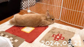 毎日の30秒ひなちゃん🐰✨【2024.03.21のひな】[うさぎ]