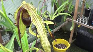 A look at Phragmipedium humboldtii from bud to opening