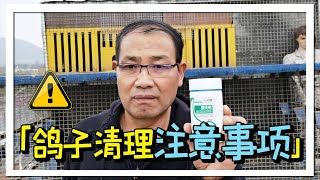 鸽子打比赛每一关归巢后都要做清理吗？农村大叔提醒，千万别做错！【农村达叔】