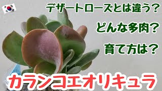 【韓国】【多肉植物】カランコエオリキュラを紹介！日本では知られていない多肉の基本情報や育て方【韓国苗】