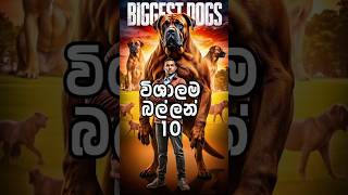 ලෝකයේ විශාලතම සුනඛයන් | Top 10 Big Dogs in the World | | Giant Dog Breeds 🥰 #dog #top10 #bigdog