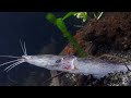 intense piranha feeding frenzy live catfish encounter