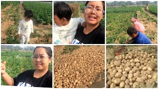 POTATO HARVESTING 🥔 watwi faiya swkang Alo sell ma khainai 🌧 LOSS DA PROFIT WNGKHA 👳‍♀️👳