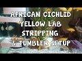 AFRICAN CICHLID│YELLOW LAB│STRIPPING│TUMBLER SETUP