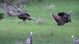 Turkey hunt with .22 long rifle, San Saba Texas, 2018