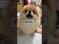 tiktokで65万回再生の人気動画　 ポメラニアン pomeranian きなこ shorts tiktok