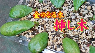 アロエとなんとか栽培 2020 Part 3 金のなる木挿し木で増える？ #園芸 #家庭菜園