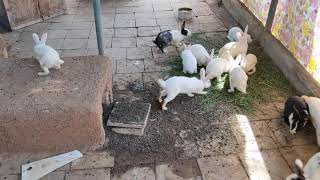 Rabbits in Hirwa Van Garden Silvassa