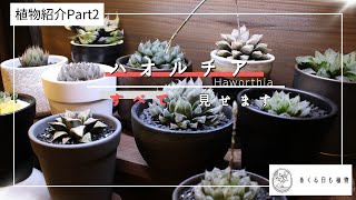 [植物紹介Part2]ハオルチアを全部見せます