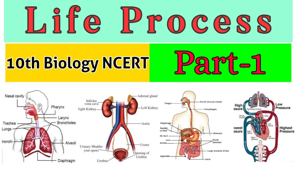 Class 10 Science Life Process Diagrams At William Foxworth Blog