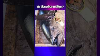 ఈ చేప ఖరీదు 11 కోట్లు ? || I Think Facts