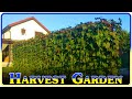 Harvest Garden (episode 21)