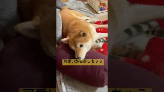 ヨギボーの良さを知った柴犬 #癒し #柴犬 #shorts