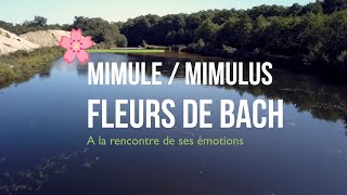 Comment utiliser la Fleur de Bach Mimule-Mimulus -Jardins cocréatifs