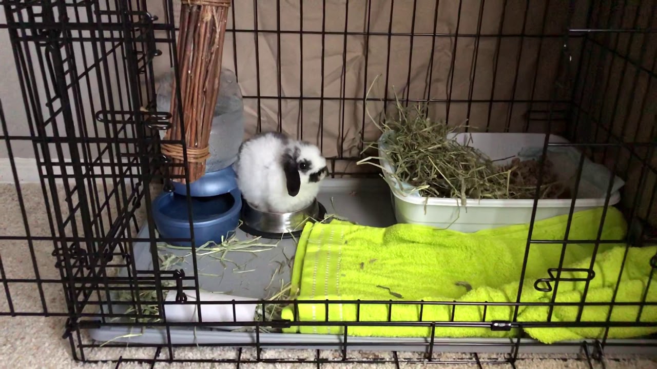 Holland Lop Bunny Cage At Isabelle Odonovan Blog