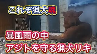 愛玩犬では決して見ることが出来ない猟犬ならではの連帯感。犬群として成長しイノシシに立ち向かう！