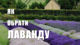 Яка буває ЛАВАНДА. Яку лаванду обрати для саду, квітників та горщиків